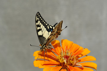 A close up of Papilio machaon (the Old World swallowtail) on the orange flower of Zinnia elegans (common zinnia, youth-and-age)