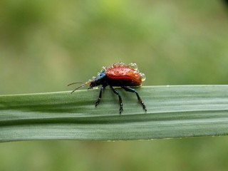 a small beetle with raindrops on the grass