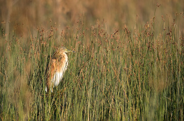 Squacco Heron in its habitat