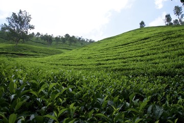 Fototapeta na wymiar Tea garden with blue sky 