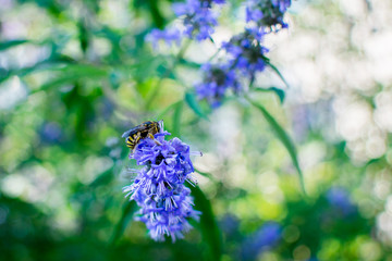 Abeja recogiendo polen de unas flores