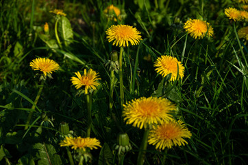 Yellow dandelion meadow, nature in spring