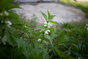 wild flowers in the garden