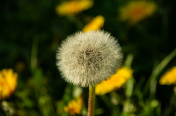 Overgrown dandelion, fluffy white, nature in spring