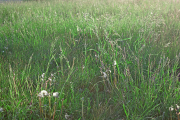 Beautiful grass in the meadow.Early summer morning.