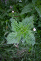 close up of green plant