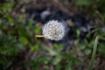 dandelion in the grass