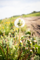 Obraz premium dandelions in the field