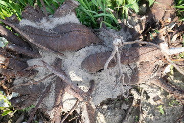 wood