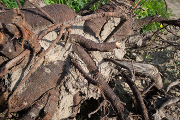 wood