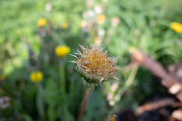 yellow flower on green background