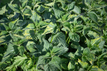 green leaves background