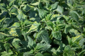 green leaves background