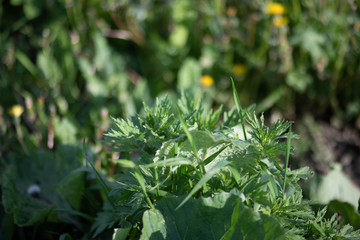 close up of a green grass