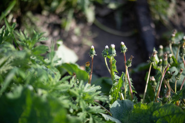wild flowers in the grass