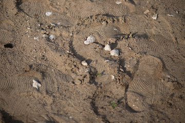 footprint in the sand