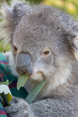 A Koala Pup's Meal