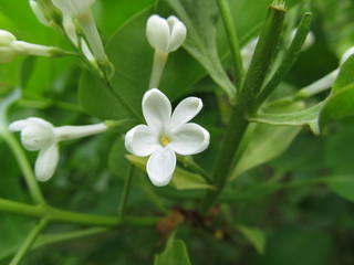 Fototapeta na wymiar white flowers in the garden