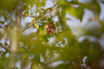 red leaves on a sunny day