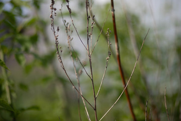 close up of a branch of a plant