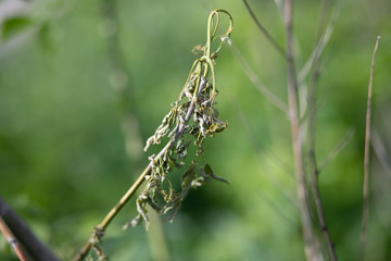 close up of a branch of a plant