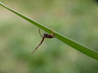 a small brown spider on a blade of grass