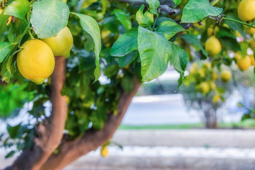Fruits in Lemon garden