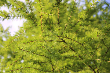 Green branch of larch with fresh leaves backlit by the sun