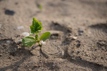 young plant in the ground