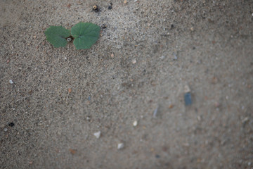 young plant in the ground