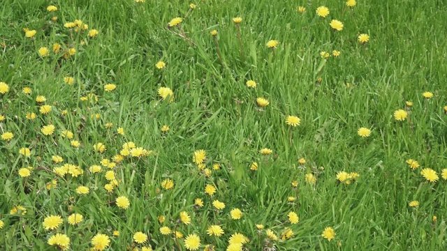 Blooming dandelions on the lawn