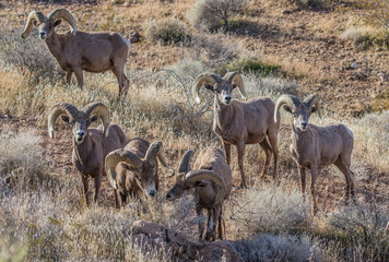 desert male bighorn sheep rams