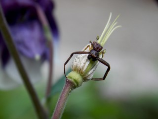 a small brown spider on a plant