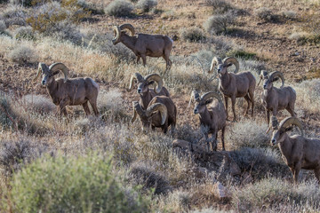 desert male bighorn sheep rams