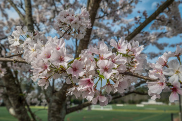 Flowering tree branches closeup