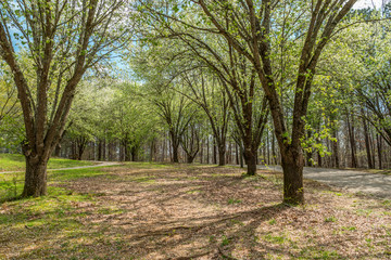 Flowering trees in a park