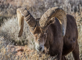 desert male bighorn sheep rams
