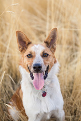 Close Up of Dog In Field Looking at Camera