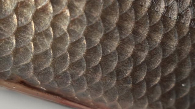 Closeup view video footage of scales texture of skin of fresh fish.