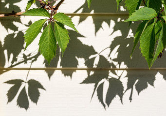 Virginia creeper leaves with shadow on the background of the building.