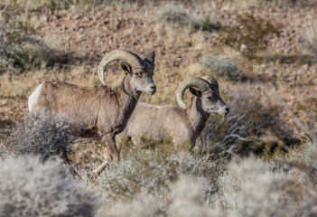 desert bighorn sheep