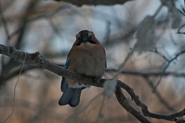 bird on a branch