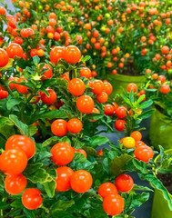 Potted winter cherry plants or Jerusalem cherry Solanum Pseudocapsicum. Decorative plant for Christmas in the garden center. Nightshade with red fruits. Coral shrub