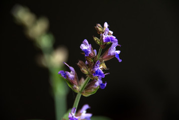 Close-up photo of sage flower on a black background