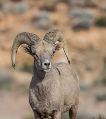 Naklejka na ściany i meble desert bighorn sheep