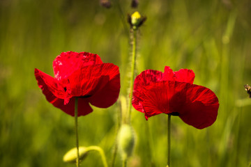 Fototapeta na wymiar Two red poppy flowers in the grass. Closeup. Love concept.