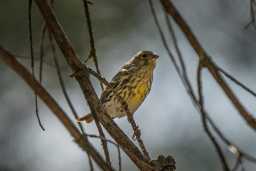 El verdecillo o serín verdecillo (Serinus serinus)​ es una especie de ave paseriforme de la familia Fringillidae propia de Europa, norte de África y oeste de Asia
