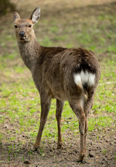 Naklejka na ściany i meble Sika deer Cervus nippon or japanese spotted deer female