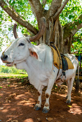 Cow with saddle for riding tourists