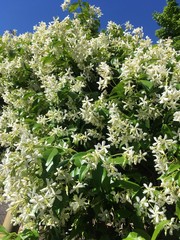 Jasmin en fleur sur ciel bleu